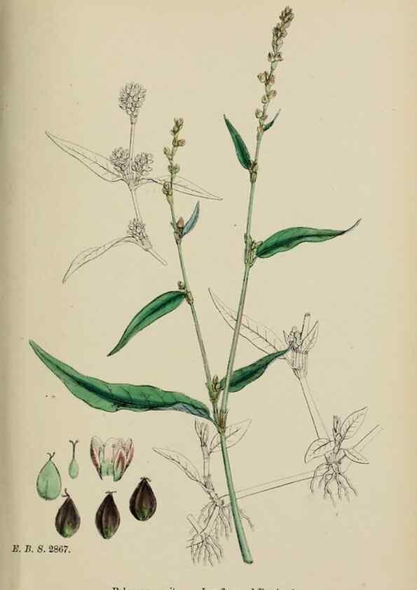 Reproducción/Reproduction 48753598578: English botany, or, Coloured figures of British plants /. London :R. Hardwicke,1863-1886.. 