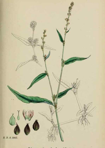 Reproducción/Reproduction 48753598578: English botany, or, Coloured figures of British plants /. London :R. Hardwicke,1863-1886.. 