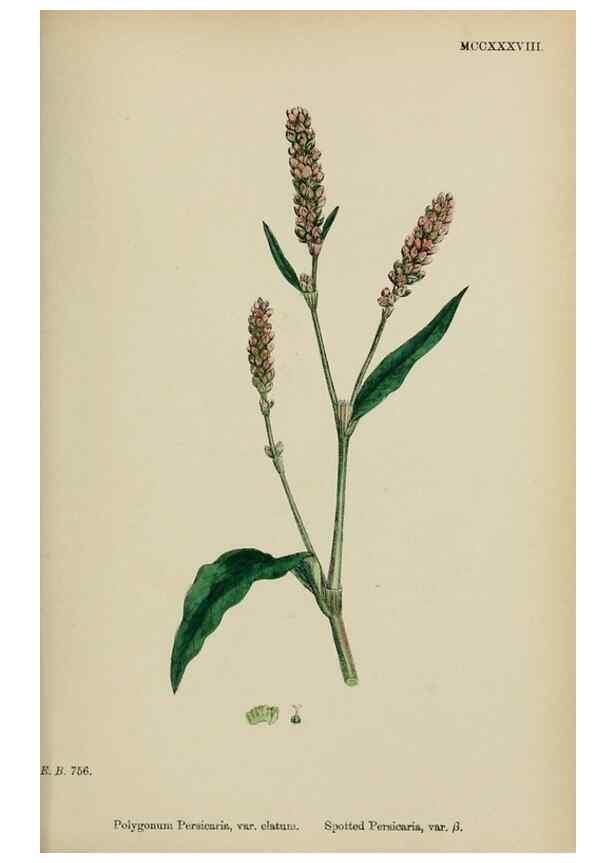 Reproducción/Reproduction 48753599043: English botany, or, Coloured figures of British plants /. London :R. Hardwicke,1863-1886.. 
