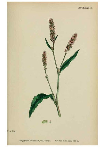 Reproducción/Reproduction 48753599043: English botany, or, Coloured figures of British plants /. London :R. Hardwicke,1863-1886.. 