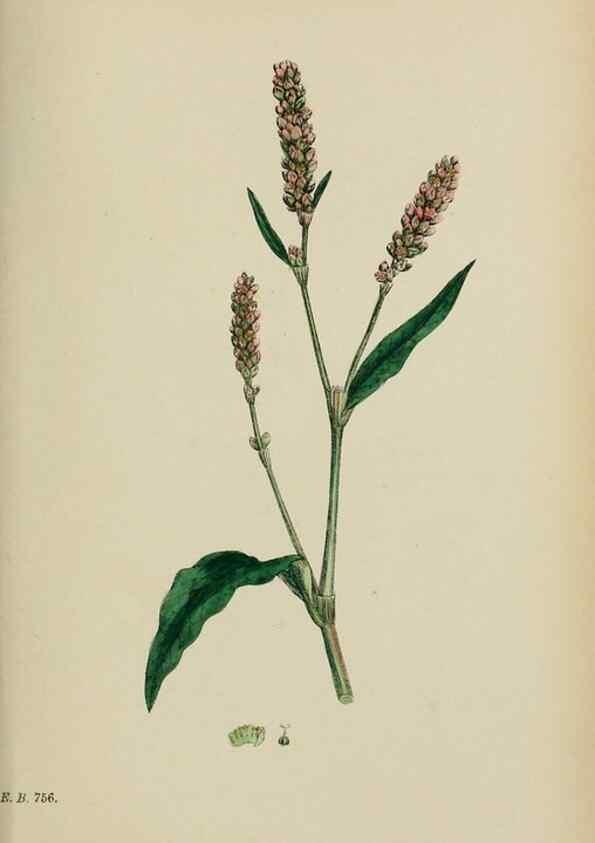 Reproducción/Reproduction 48753599043: English botany, or, Coloured figures of British plants /. London :R. Hardwicke,1863-1886.. 