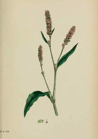 Reproducción/Reproduction 48753599043: English botany, or, Coloured figures of British plants /. London :R. Hardwicke,1863-1886.. 
