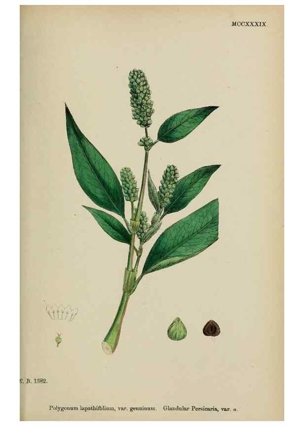 Reproducción/Reproduction 48753599308: English botany, or, Coloured figures of British plants /. London :R. Hardwicke,1863-1886.. 
