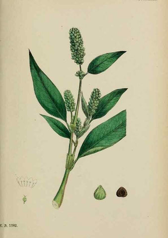 Reproducción/Reproduction 48753599308: English botany, or, Coloured figures of British plants /. London :R. Hardwicke,1863-1886.. 