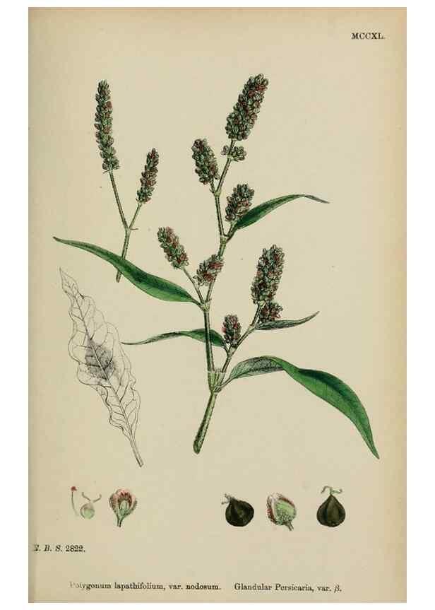 Reproducción/Reproduction 48753599598: English botany, or, Coloured figures of British plants /. London :R. Hardwicke,1863-1886.. 