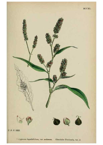 Reproducción/Reproduction 48753599598: English botany, or, Coloured figures of British plants /. London :R. Hardwicke,1863-1886.. 