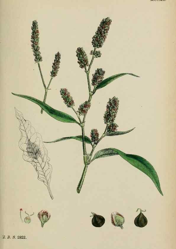 Reproducción/Reproduction 48753599598: English botany, or, Coloured figures of British plants /. London :R. Hardwicke,1863-1886.. 