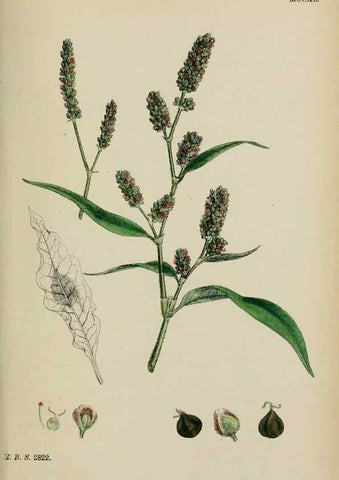 Reproducción/Reproduction 48753599598: English botany, or, Coloured figures of British plants /. London :R. Hardwicke,1863-1886.. 