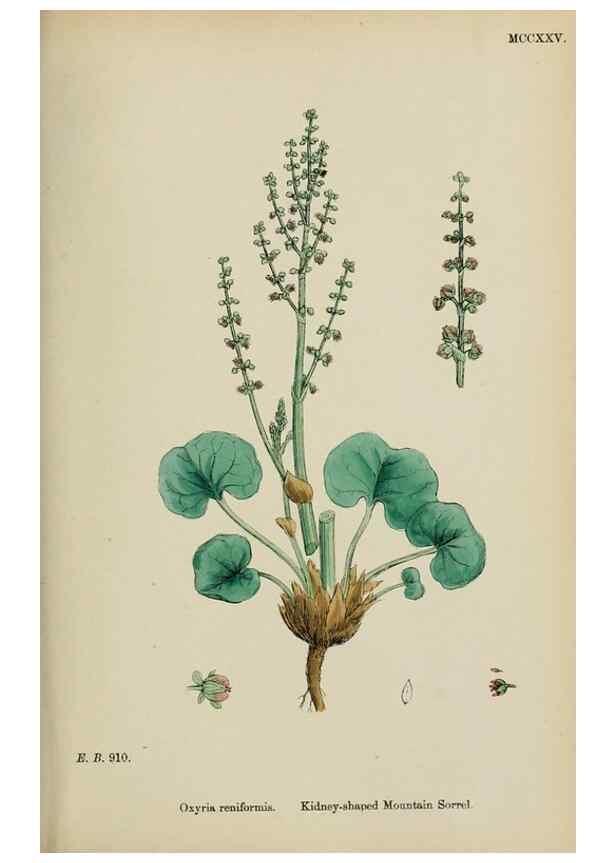 Reproducción/Reproduction 48753913331: English botany, or, Coloured figures of British plants /. London :R. Hardwicke,1863-1886.. 