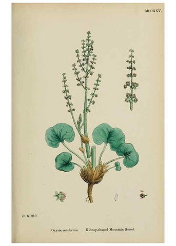 Reproducción/Reproduction 48753913331: English botany, or, Coloured figures of British plants /. London :R. Hardwicke,1863-1886.. 