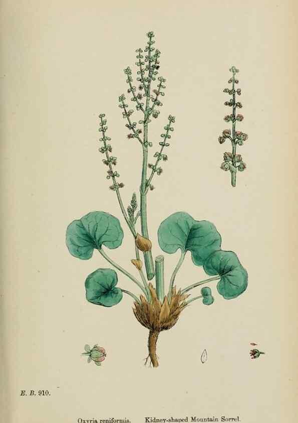 Reproducción/Reproduction 48753913331: English botany, or, Coloured figures of British plants /. London :R. Hardwicke,1863-1886.. 