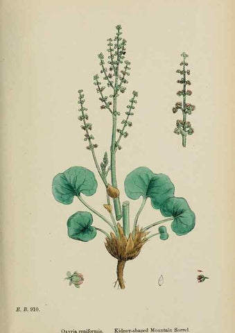 Reproducción/Reproduction 48753913331: English botany, or, Coloured figures of British plants /. London :R. Hardwicke,1863-1886.. 