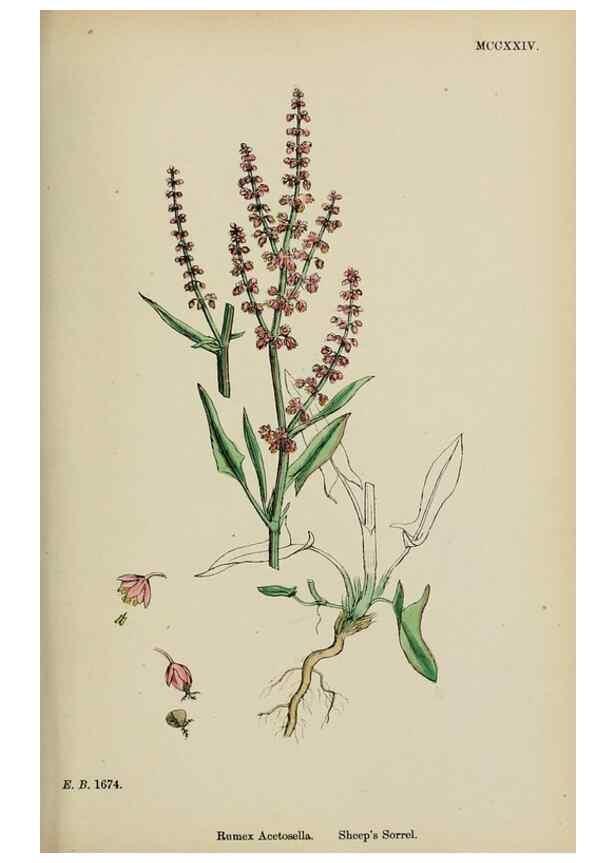 Reproducción/Reproduction 48753588608: English botany, or, Coloured figures of British plants /. London :R. Hardwicke,1863-1886.. 