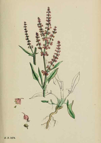 Reproducción/Reproduction 48753588608: English botany, or, Coloured figures of British plants /. London :R. Hardwicke,1863-1886.. 