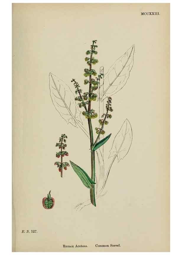 Reproducción/Reproduction 48754103322: English botany, or, Coloured figures of British plants /. London :R. Hardwicke,1863-1886.. 