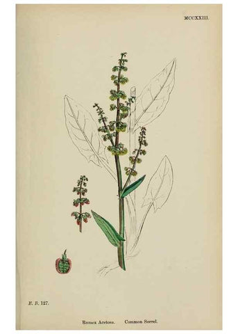 Reproducción/Reproduction 48754103322: English botany, or, Coloured figures of British plants /. London :R. Hardwicke,1863-1886.. 