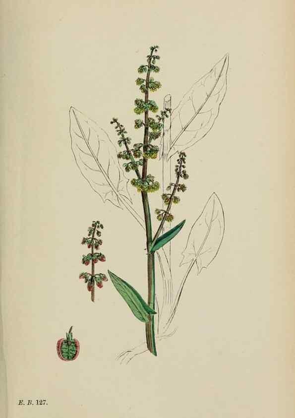 Reproducción/Reproduction 48754103322: English botany, or, Coloured figures of British plants /. London :R. Hardwicke,1863-1886.. 