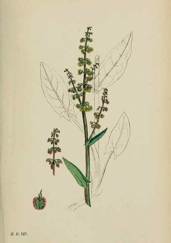 Reproducción/Reproduction 48754103322: English botany, or, Coloured figures of British plants /. London :R. Hardwicke,1863-1886.. 