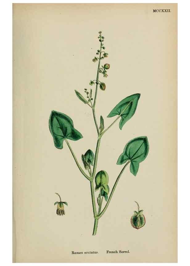 Reproducción/Reproduction 48753588228: English botany, or, Coloured figures of British plants /. London :R. Hardwicke,1863-1886.. 