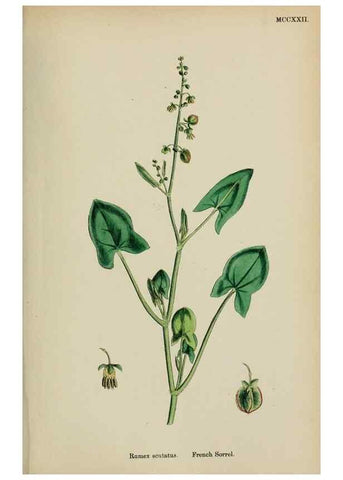 Reproducción/Reproduction 48753588228: English botany, or, Coloured figures of British plants /. London :R. Hardwicke,1863-1886.. 