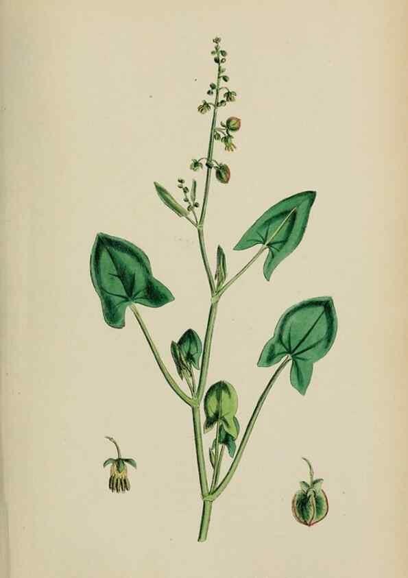 Reproducción/Reproduction 48753588228: English botany, or, Coloured figures of British plants /. London :R. Hardwicke,1863-1886.. 