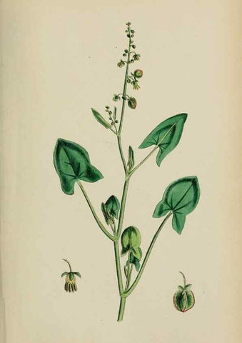 Reproducción/Reproduction 48753588228: English botany, or, Coloured figures of British plants /. London :R. Hardwicke,1863-1886.. 