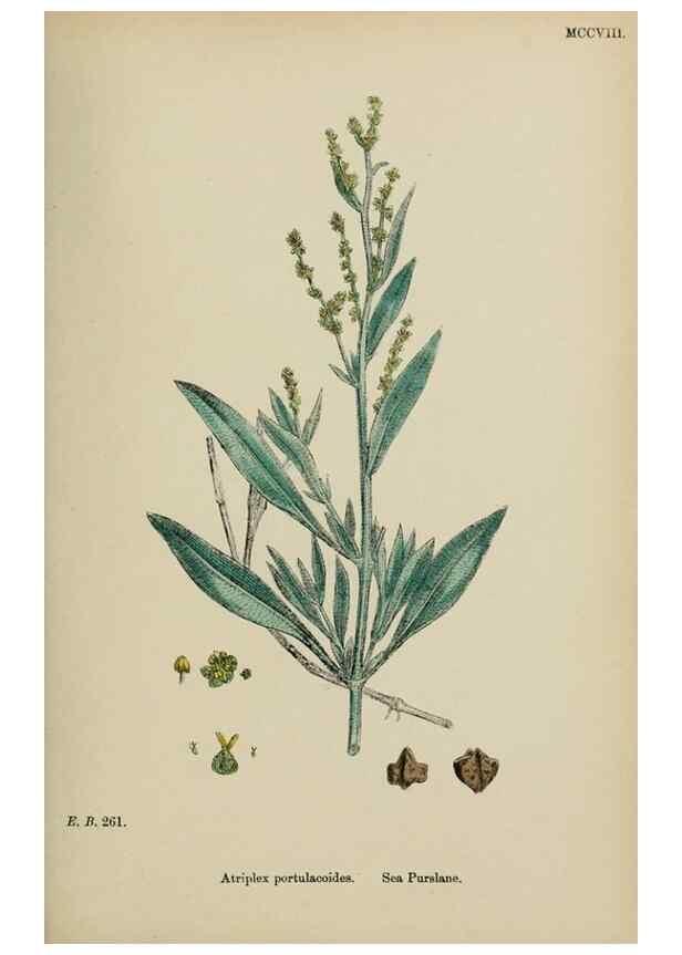 Reproducción/Reproduction 48753584783: English botany, or, Coloured figures of British plants /. London :R. Hardwicke,1863-1886.. 