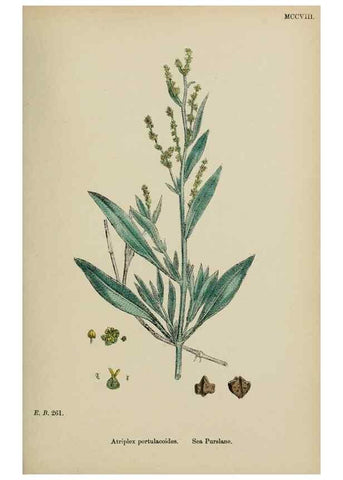 Reproducción/Reproduction 48753584783: English botany, or, Coloured figures of British plants /. London :R. Hardwicke,1863-1886.. 