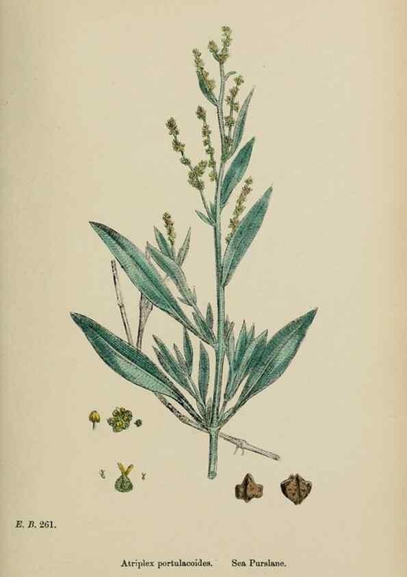 Reproducción/Reproduction 48753584783: English botany, or, Coloured figures of British plants /. London :R. Hardwicke,1863-1886.. 