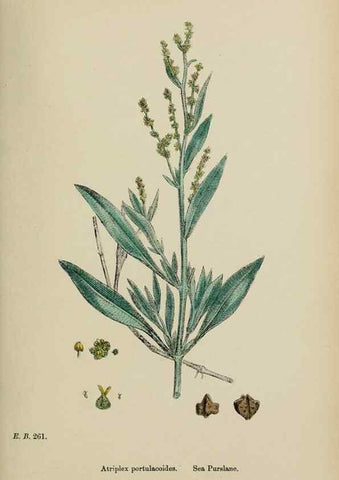 Reproducción/Reproduction 48753584783: English botany, or, Coloured figures of British plants /. London :R. Hardwicke,1863-1886.. 