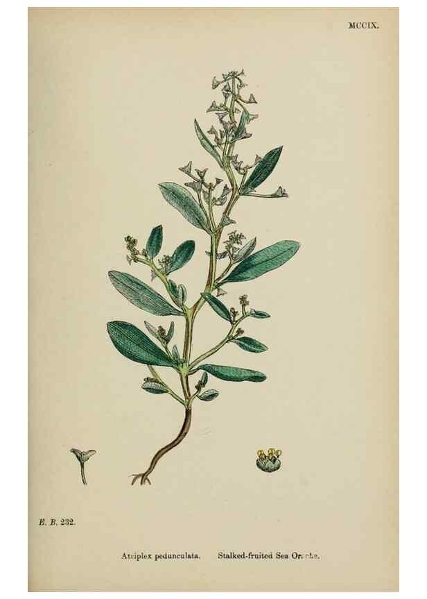 Reproducción/Reproduction 48753909476: English botany, or, Coloured figures of British plants /. London :R. Hardwicke,1863-1886.. 