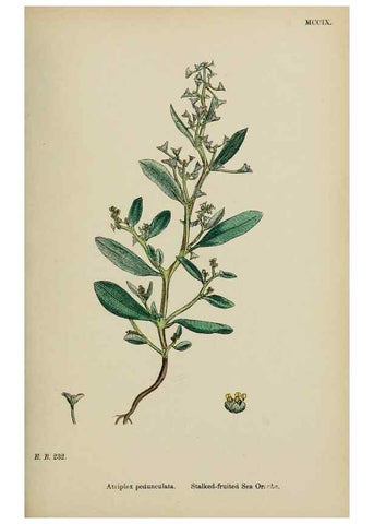 Reproducción/Reproduction 48753909476: English botany, or, Coloured figures of British plants /. London :R. Hardwicke,1863-1886.. 