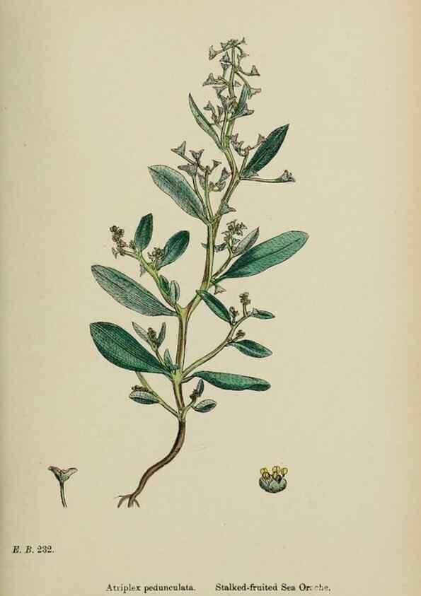Reproducción/Reproduction 48753909476: English botany, or, Coloured figures of British plants /. London :R. Hardwicke,1863-1886.. 