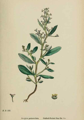 Reproducción/Reproduction 48753909476: English botany, or, Coloured figures of British plants /. London :R. Hardwicke,1863-1886.. 
