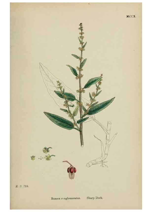 Reproducción/Reproduction 48754099992: English botany, or, Coloured figures of British plants /. London :R. Hardwicke,1863-1886.. 