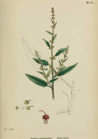 Reproducción/Reproduction 48754099992: English botany, or, Coloured figures of British plants /. London :R. Hardwicke,1863-1886.. 