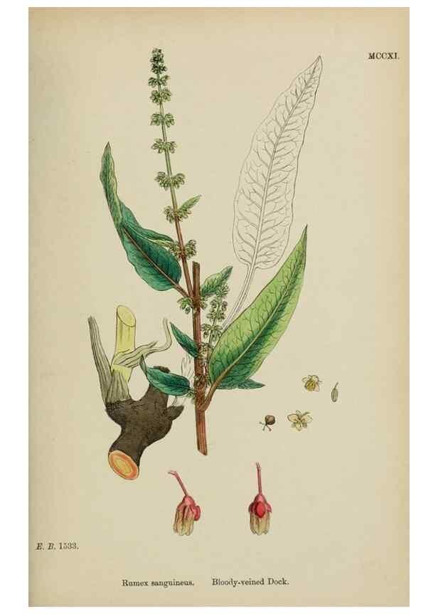 Reproducción/Reproduction 48753909971: English botany, or, Coloured figures of British plants /. London :R. Hardwicke,1863-1886.. 