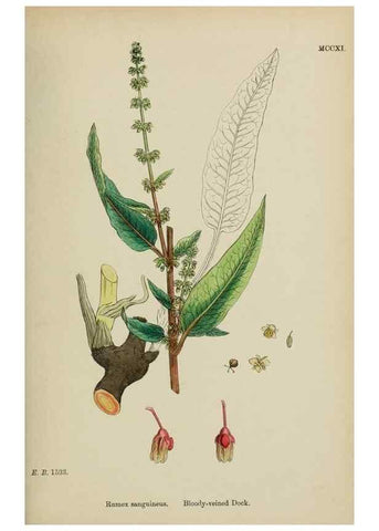 Reproducción/Reproduction 48753909971: English botany, or, Coloured figures of British plants /. London :R. Hardwicke,1863-1886.. 