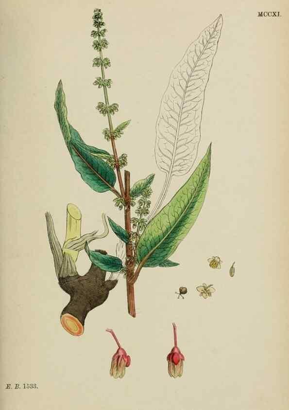 Reproducción/Reproduction 48753909971: English botany, or, Coloured figures of British plants /. London :R. Hardwicke,1863-1886.. 