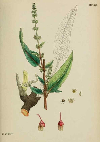 Reproducción/Reproduction 48753909971: English botany, or, Coloured figures of British plants /. London :R. Hardwicke,1863-1886.. 