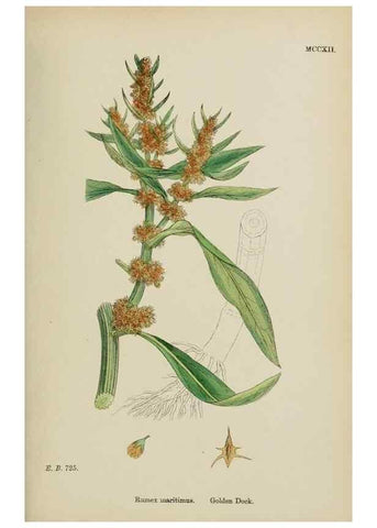 Reproducción/Reproduction 48754100442: English botany, or, Coloured figures of British plants /. London :R. Hardwicke,1863-1886.. 