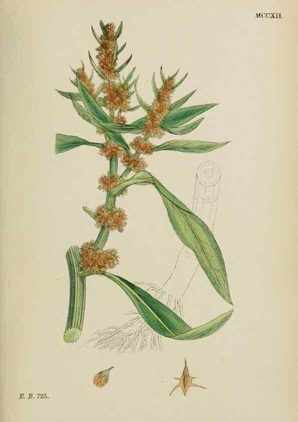 Reproducción/Reproduction 48754100442: English botany, or, Coloured figures of British plants /. London :R. Hardwicke,1863-1886.. 