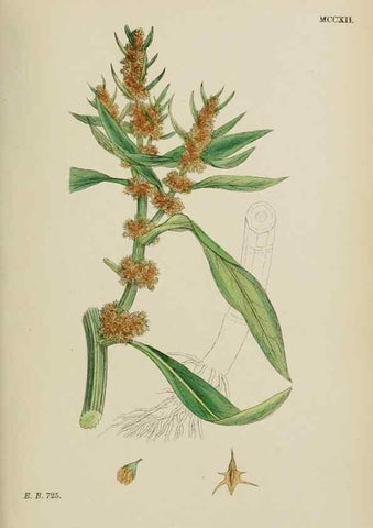 Reproducción/Reproduction 48754100442: English botany, or, Coloured figures of British plants /. London :R. Hardwicke,1863-1886.. 