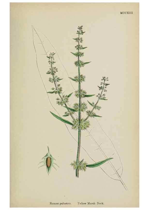 Reproducción/Reproduction 48754100692: English botany, or, Coloured figures of British plants /. London :R. Hardwicke,1863-1886.. 