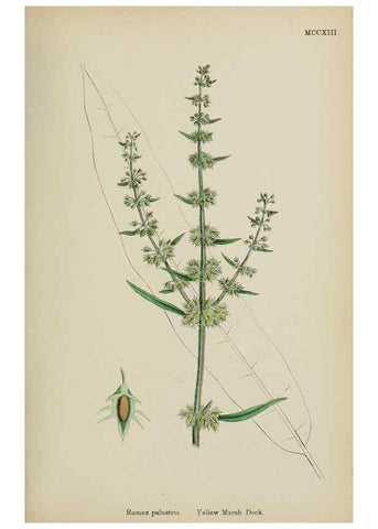 Reproducción/Reproduction 48754100692: English botany, or, Coloured figures of British plants /. London :R. Hardwicke,1863-1886.. 