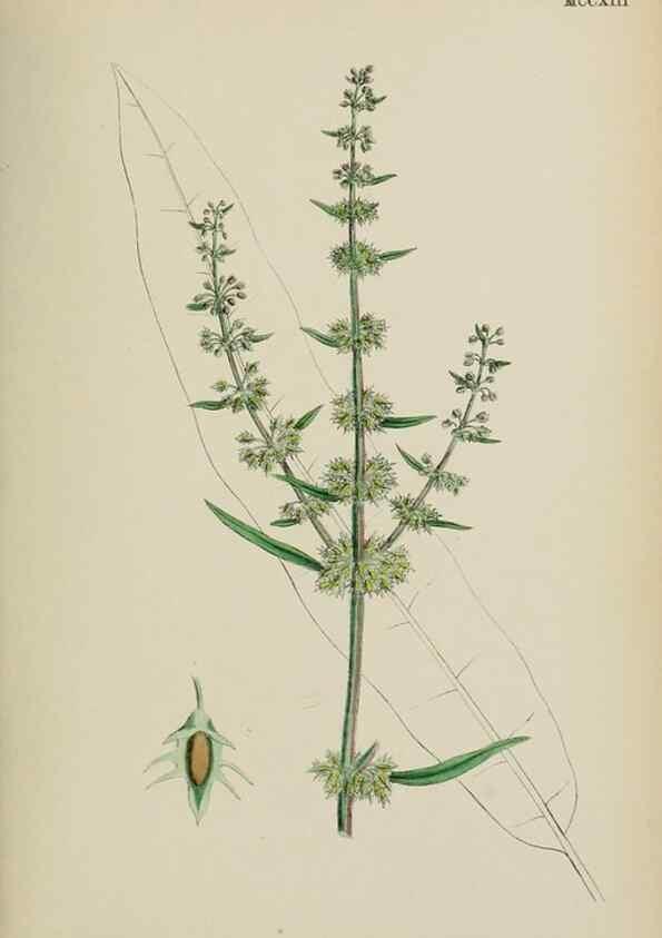 Reproducción/Reproduction 48754100692: English botany, or, Coloured figures of British plants /. London :R. Hardwicke,1863-1886.. 