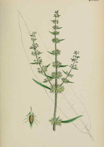 Reproducción/Reproduction 48754100692: English botany, or, Coloured figures of British plants /. London :R. Hardwicke,1863-1886.. 
