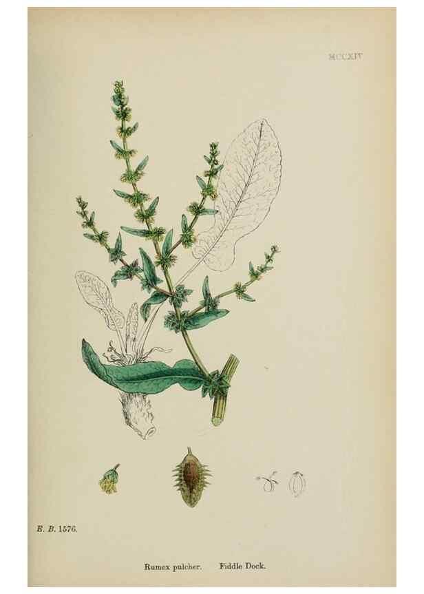 Reproducción/Reproduction 48753586058: English botany, or, Coloured figures of British plants /. London :R. Hardwicke,1863-1886.. 