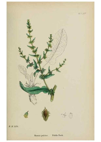 Reproducción/Reproduction 48753586058: English botany, or, Coloured figures of British plants /. London :R. Hardwicke,1863-1886.. 