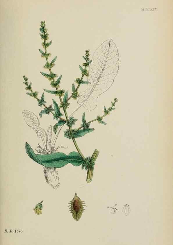 Reproducción/Reproduction 48753586058: English botany, or, Coloured figures of British plants /. London :R. Hardwicke,1863-1886.. 
